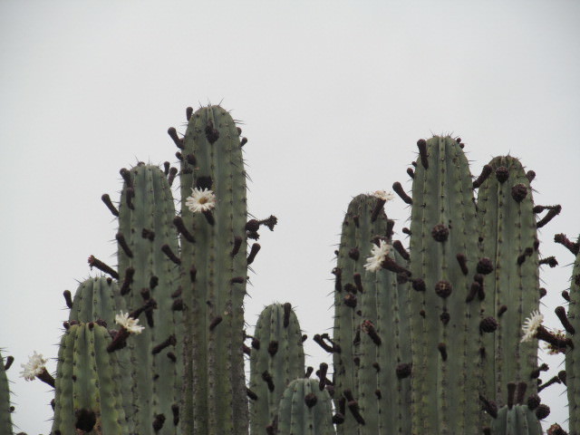 Pachycereus weberi
